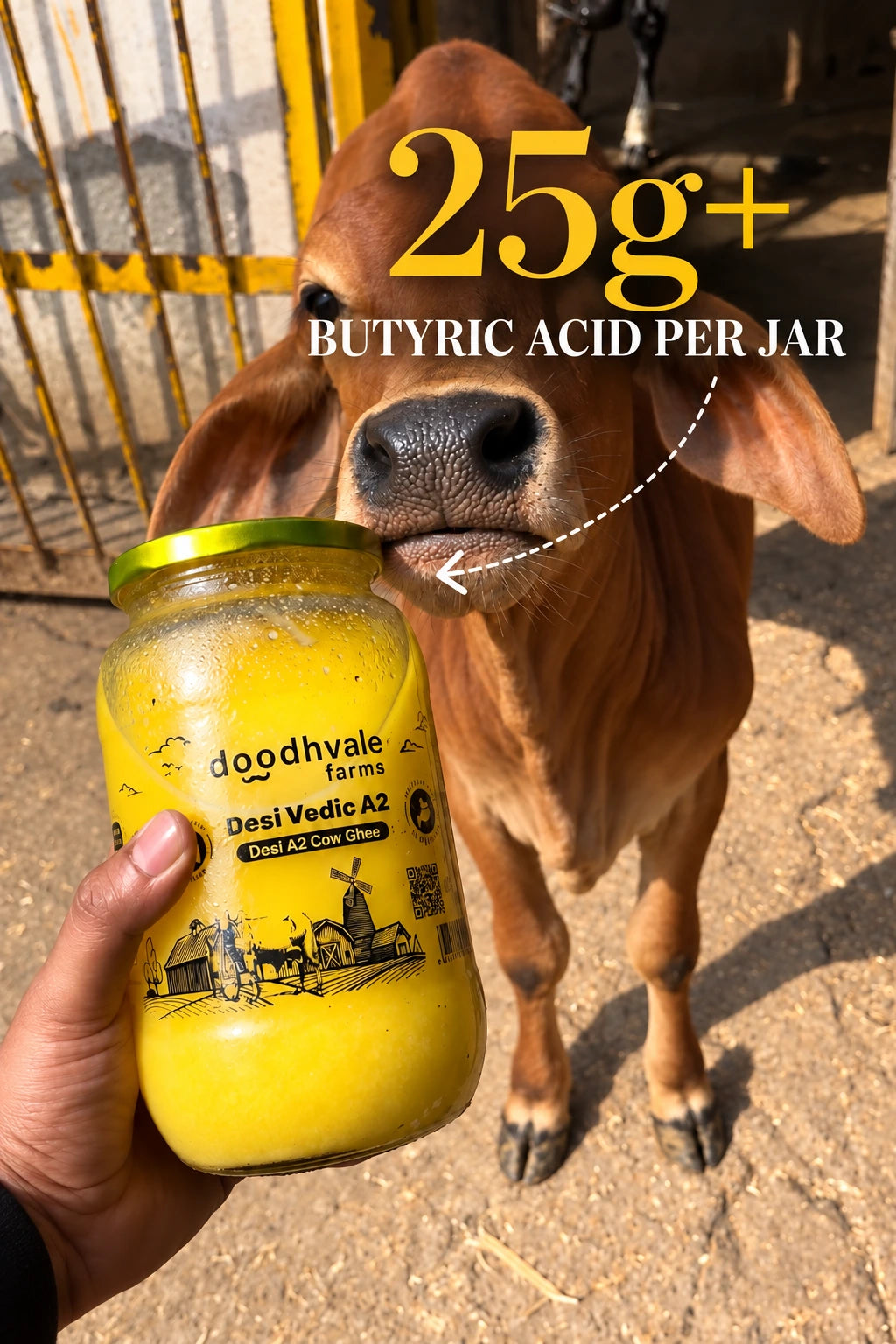 Cow A2 Vedic Desi Ghee - Buy 1 Get 1 Free