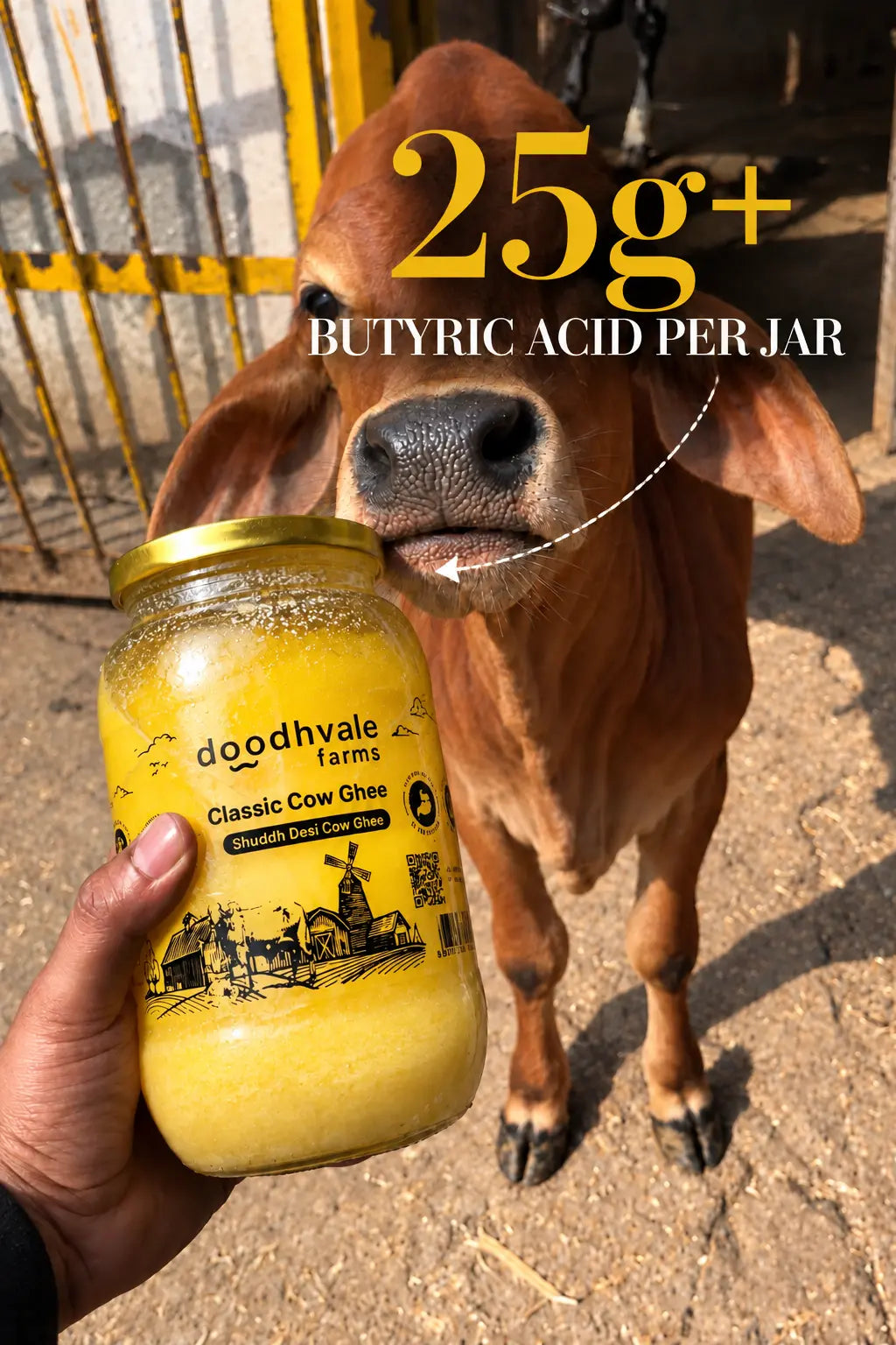 Classic Cow Bilona Ghee - Buy 1 Get 1 Free