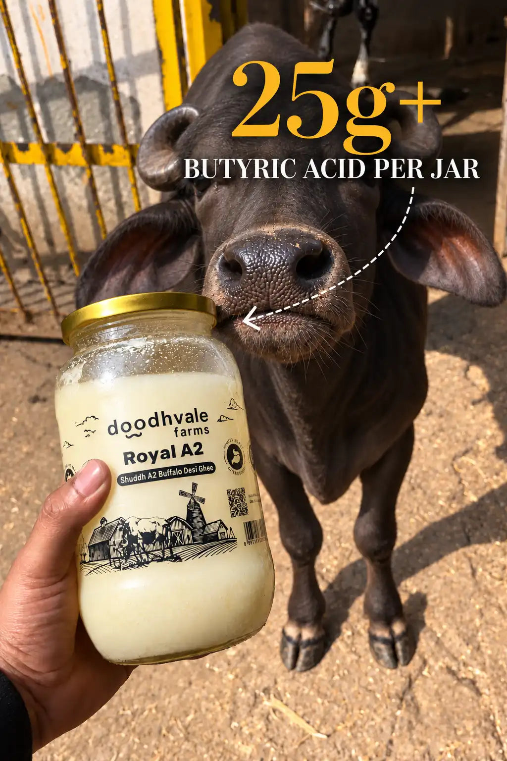 Royal A2 Buffalo Desi Ghee - Buy 1 Get 1 Free
