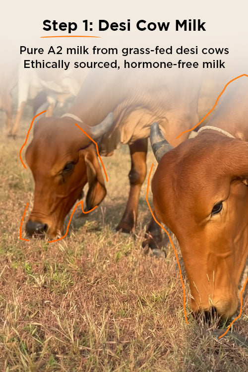 <div class="metafield-rich_text_field"><p>Desi Cow Milk</p></div>